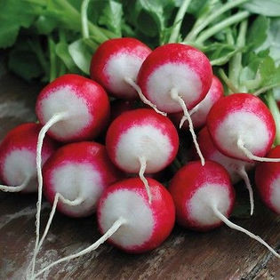 RADISH GLOBE SPARKLER - 2014- seminte de plantat in primavara