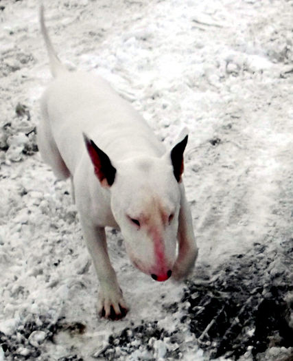 18 luni - BULLTERRIER mascul pentru monta