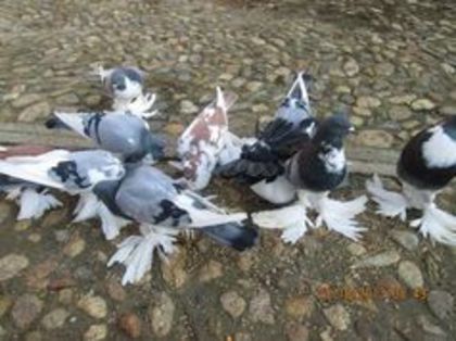 93347376_BSHTRGM - Porumbei la gramada