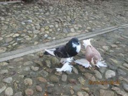 93347377_FSSTKTL - Porumbei la gramada