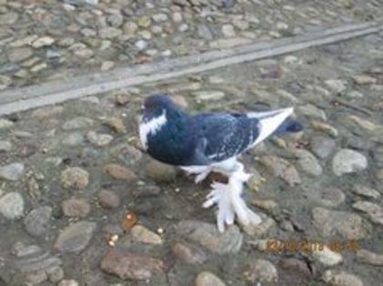 93347381_GDCCRUO3 - Porumbei la gramada