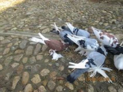 93347384_VXAZLKT - Porumbei la gramada