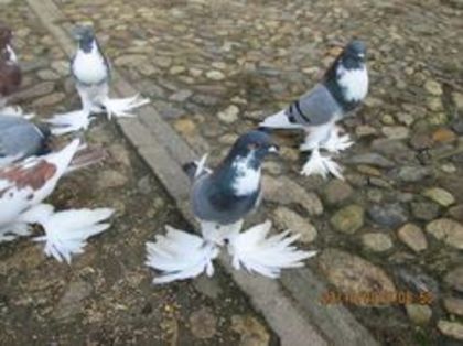 93347397_QODIEIC - Porumbei la gramada