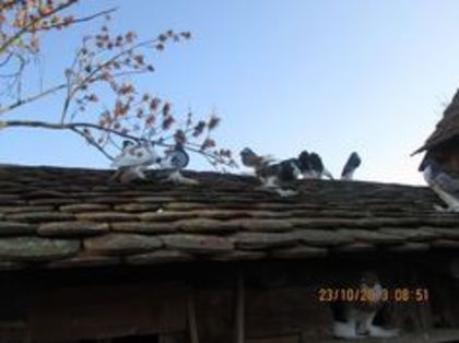 93347406_HVAPKPM3 - Porumbei la gramada