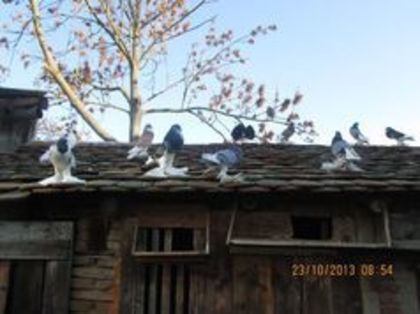 93347427_BPJAJSK - Porumbei la gramada