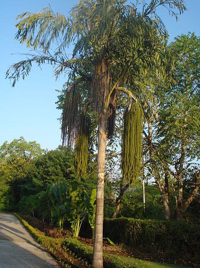 Fishtail palm; (Caryota urens)
