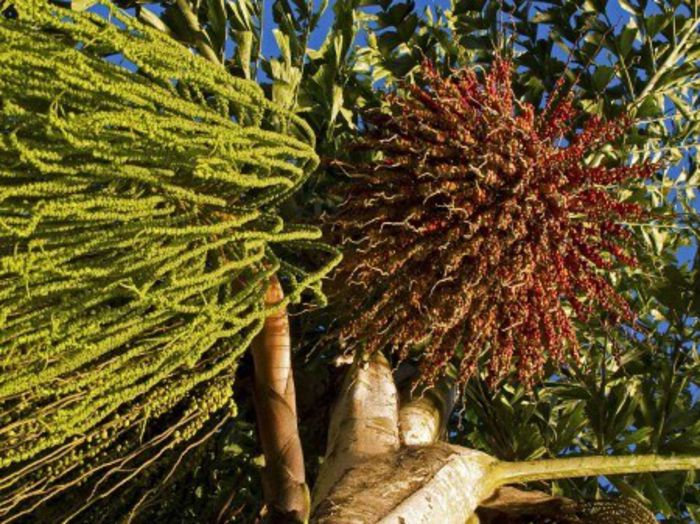 Fishtail palm (flori si fructe); (Caryota urens)
