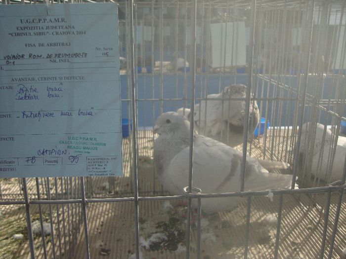 CAMPIOANA - porumbeii mei in expo Craiova 2014
