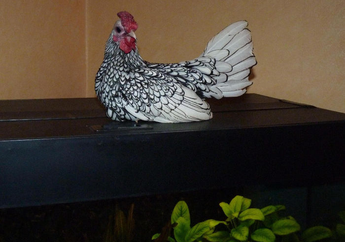 Romel calare pe acvariu