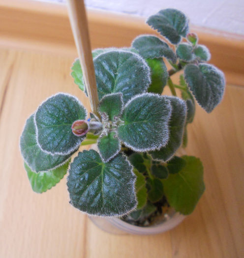 februarie2014.7 (34)