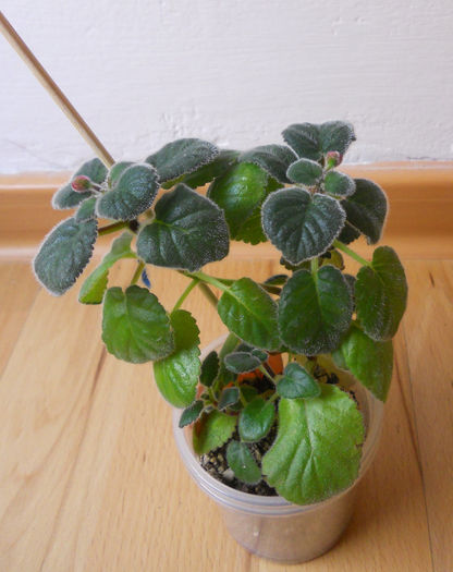 februarie2014.7 (35)