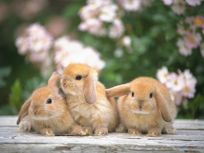 3-rabbits - Animalutele mele
