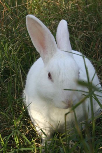 6a00d8341bf67c53ef0148c834f6b9970c-800wi - Animalutele mele