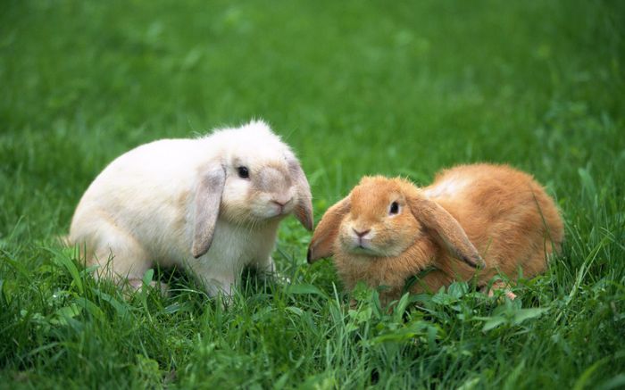1440Rabbit_1018 - Animalutele mele
