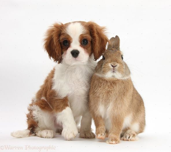 28127-King-Charles-Spaniel-pup-and-Netherland-dwarf-rabbit-white-background - Animalutele mele