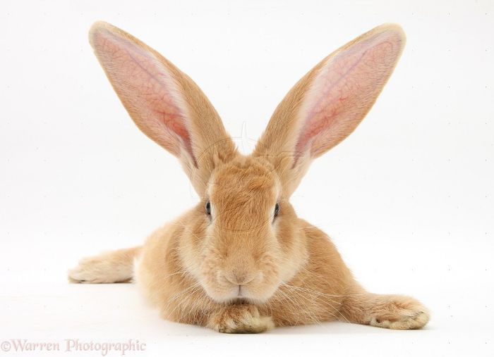 29574-Flemish-Giant-Rabbit-white-background - Animalutele mele