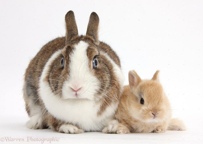 37195-Netherland-Dwarf-rabbit-and-baby-bunny-white-background - Animalutele mele