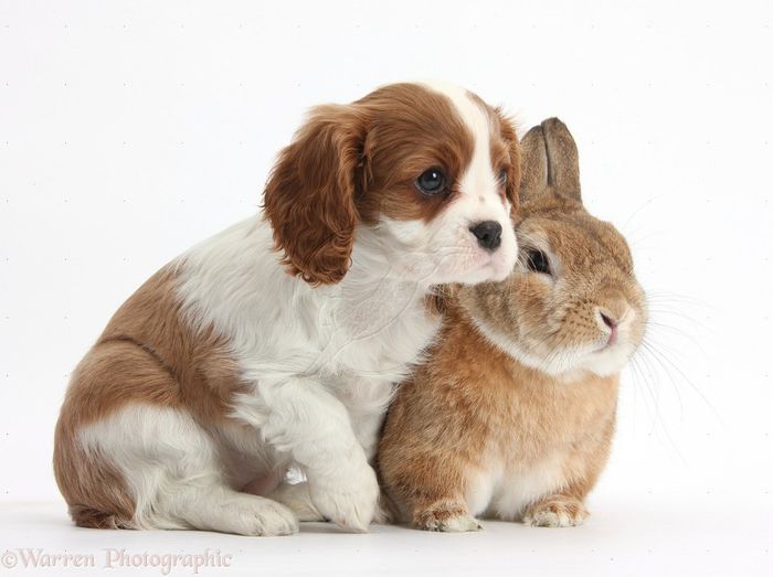 38277-Blenheim-Cavalier-pup-and-Netherland-Dwarf-rabbit-white-background - Animalutele mele