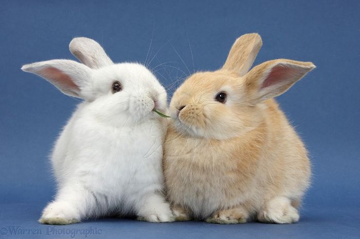 38983-White-rabbit-and-Sandy-rabbit-on-blue-background - Animalutele mele
