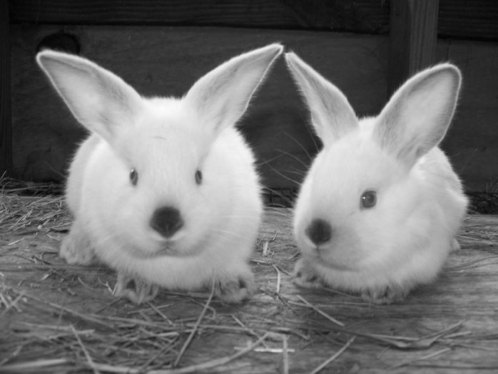 californian-rabbits - Animalutele mele