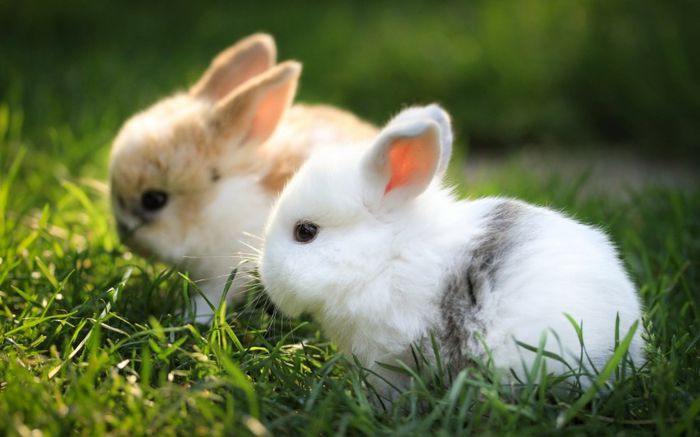 cute-baby-rabbit-wallpapers - Animalutele mele