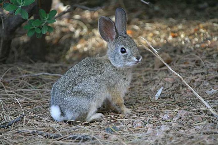 increasing-wild-rabbit-survival-supplemental-food_155 - Animalutele mele