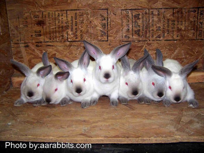 my-californian-rabbits - Animalutele mele