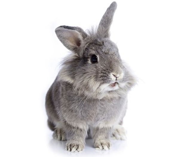 Rabbit - Animalutele mele
