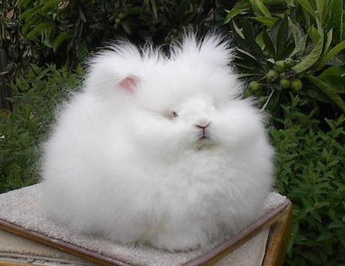 rabbit1 - Animalutele mele