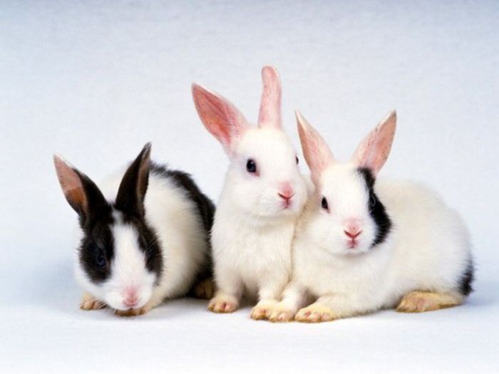 rabbit12 - Animalutele mele