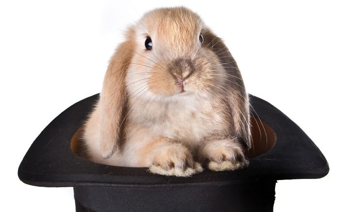 rabbit-in-hat-27972 - Animalutele mele