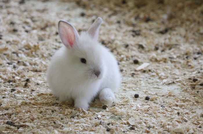 rabbit-little-rabbit-hawaii-dermatology - Animalutele mele