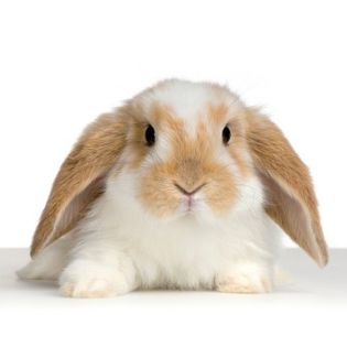 rabbitt - Animalutele mele