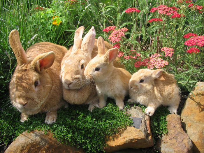 Raising-Rabbits-for-Show - Animalutele mele