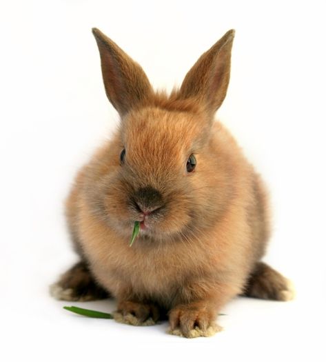 rbir - Animalutele mele