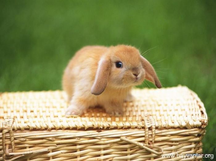 rabbit - Animalutele mele