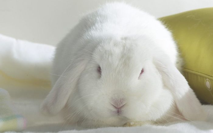 rabbit - Animalutele mele