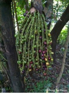 Fishtail palm (fructe)