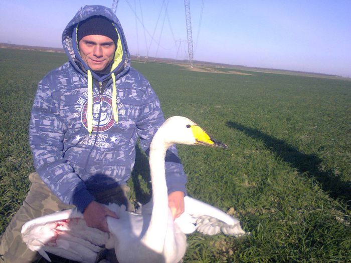 lebada prinsa pe malul IALOMITEI; Acest frumos exemplar a fost impuscata de braconieri,,am reusit cu greu sa ii dezinfectez rana dupa care am eliberato
