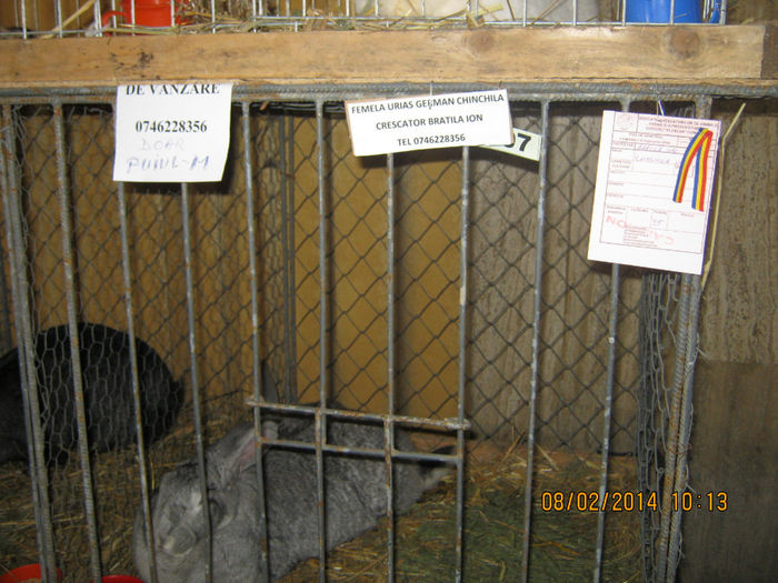 expozitie campina 2014 010