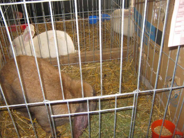 expozitie campina 2014 013