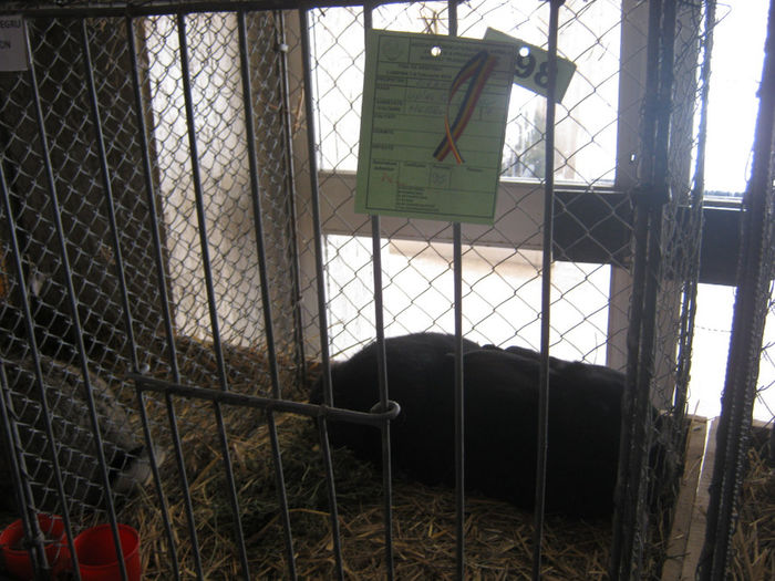 expozitie campina 2014 014