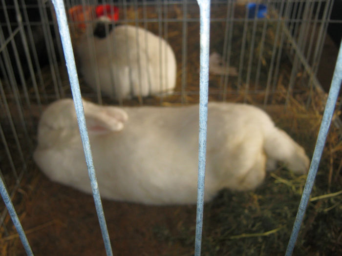 expozitie campina 2014 017