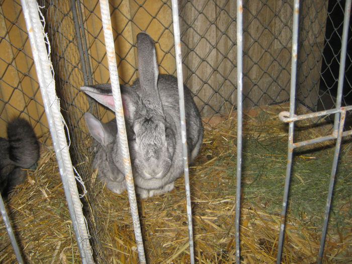 expozitie campina 2014 019