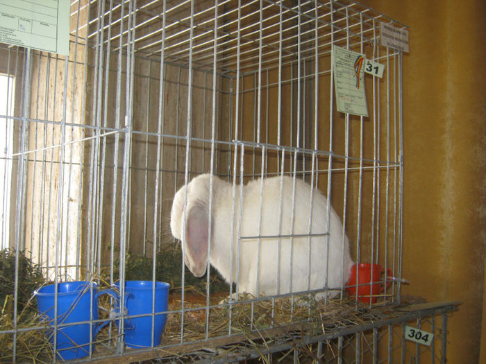 expozitie campina 2014 021