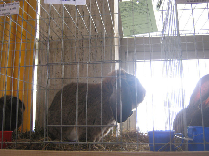 expozitie campina 2014 037