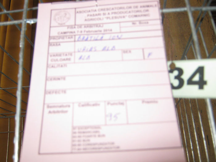 expozitie campina 2014 040