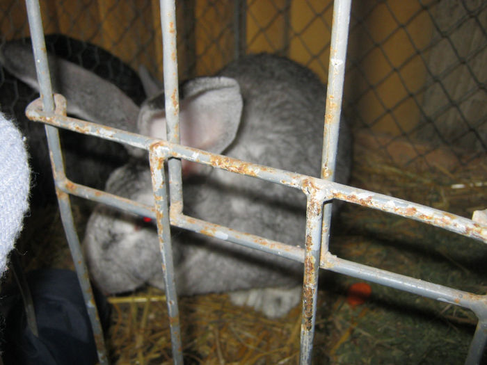 expozitie campina 2014 042