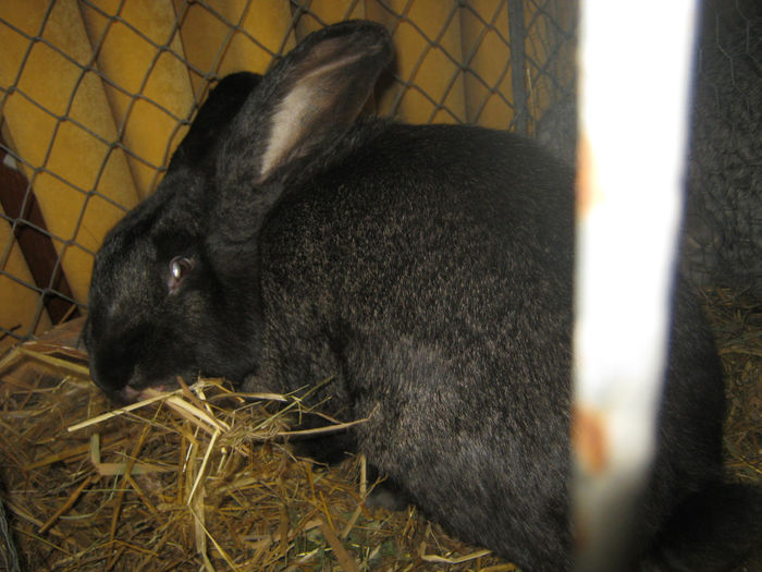 expozitie campina 2014 045