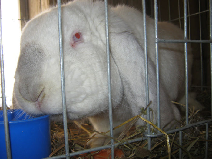 expozitie campina 2014 047